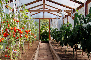 Greenhouse with tomatoes and peppers