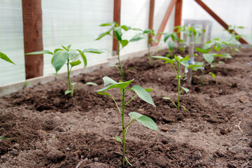 Tomato and pepper seedlings in a greenhouse