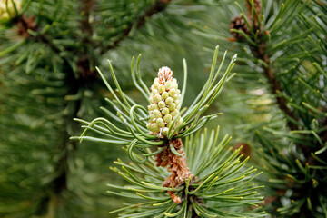 Young pine cone close-up. Nature, environment background