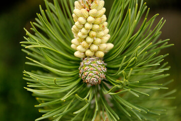 Young pine cone close-up. Nature, environment background