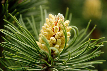 Young pine cone close-up. Nature, environment background