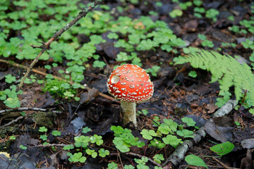 Amanita muscaria in forest - poisonous toadstool commonly known as fly agaric or fly amanita