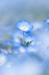 ベビーブルーアイズ