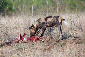 African Wild Dog feeding