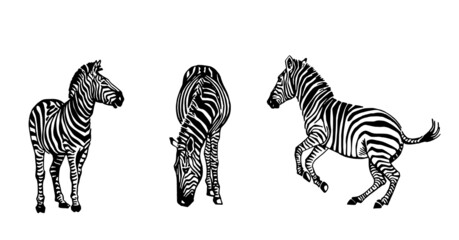 Vector collection of zebra on white, graphical elements of  zebra © Vita