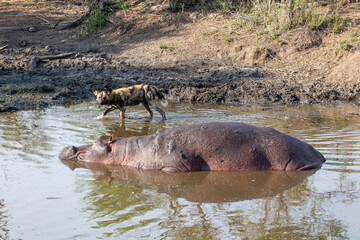 African Wild Dog and Hippo