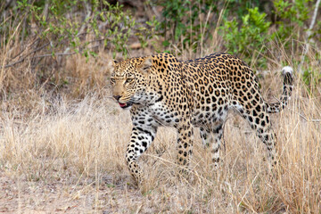 Fototapeta na wymiar Leopard on the prowl