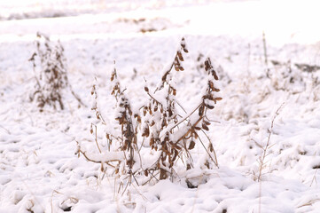 雪の朝の風景　放置された黒豆