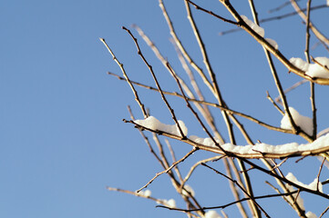 雪の朝の風景　カリンの枝