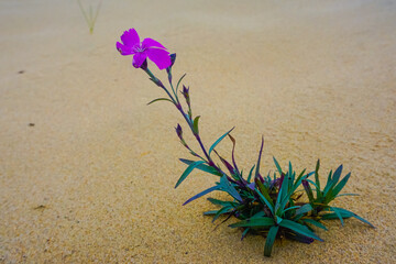 Lonely little flower in the desert