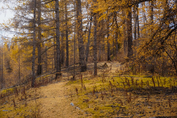 Larch forest trail in autumn