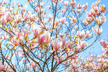 flowering magnolia in the sun on a warm spring day in the blue sky. The concept of the beginning of the spring season.