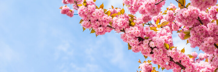 Sakura blossoms on a warm spring day on a background of blue sky. Place for text.