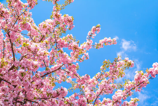 pink sakura blossoms on a warm spring day on a background of blue sky. The beginning of spring concept.
