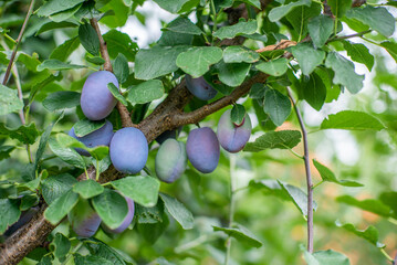 a lot of cream on a tree in the garden on a bright summer day. Organic fruits. Healthy food. Ripe cream.