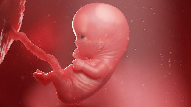 3d rendered illustration of a human fetus - week 10