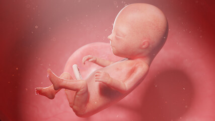 3d rendered illustration of a human fetus - week 14 - obrazy, fototapety, plakaty