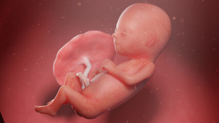 3d rendered illustration of a human fetus - week 15 - obrazy, fototapety, plakaty
