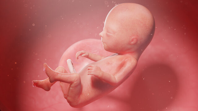 3d rendered illustration of a human fetus - week 14