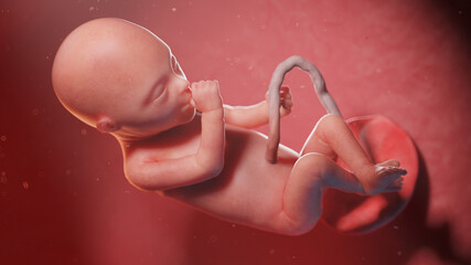 3d rendered illustration of a human fetus - week 20