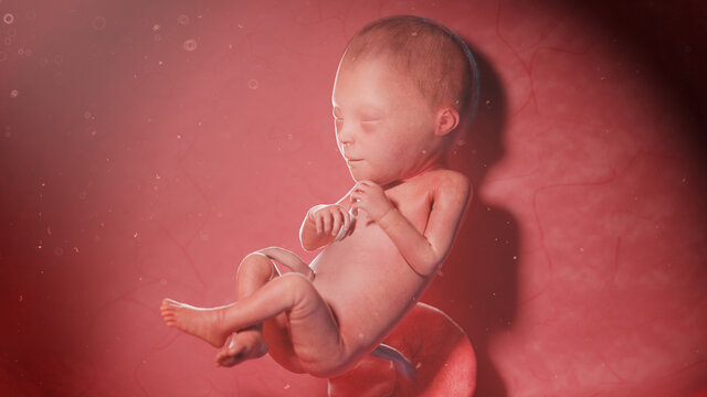 3d rendered illustration of a human fetus - week 23