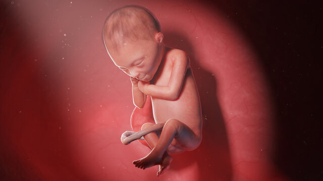 3d rendered illustration of a human fetus - week 24