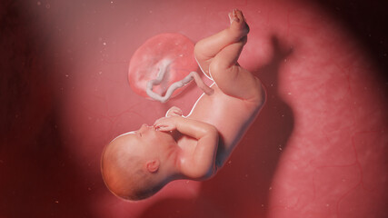 3d rendered illustration of a human fetus - week 36 - obrazy, fototapety, plakaty