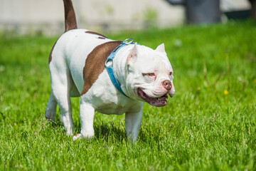 American Bully dog male in move on nature