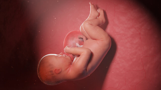 3d rendered illustration of a human fetus - week 38