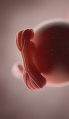 3d rendered illustration of a human fetus - week 5