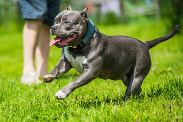 Blue hair American Bully dog female in move on nature.