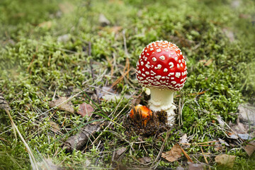 Mushroom Amanita muscaria, fly amanita. Bright, toxic and inedible mushroom fly agaric with blurred...