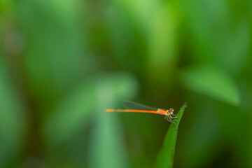 red needle dragonfly on blur background
