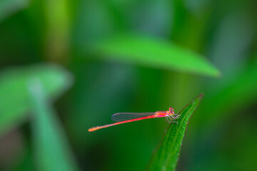red needle dragonfly on blur background