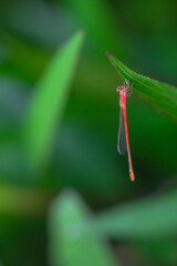 red needle dragonfly on blur background