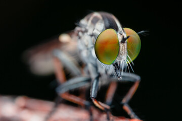 details of the head of the robber fly.
beautiful robber fly head taken at close range (Macro)