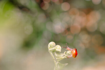 small snails are taken at close range
with bokeh background