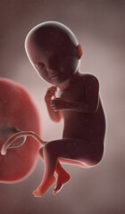 3d rendered illustration of a human fetus - week 33
