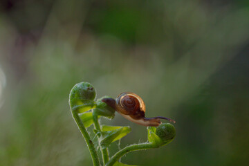small snails are taken at close range
with bokeh background