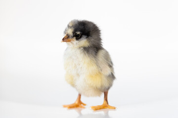 A baby chick with a white back ground.