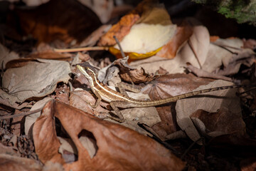 lizard on fallen autumn leaves