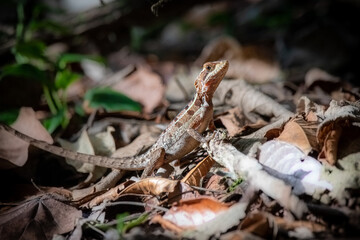 lizard on the ground
