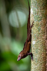 lizard on tree Costa Rica