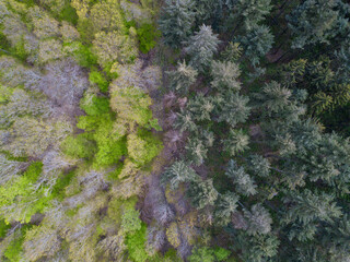 Aerial drone view - top down dead trees in a german forest