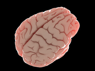 3d rendered illustration of a human brain