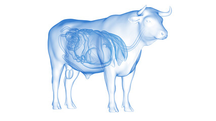 3d rendered illustration of the bovine anatomy - the organs