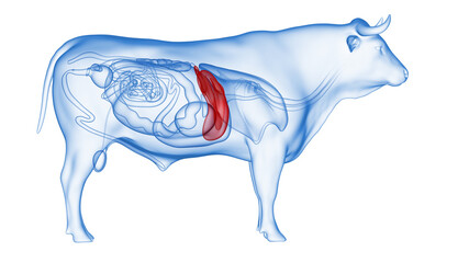 3d rendered illustration of the bovine anatomy - the liver