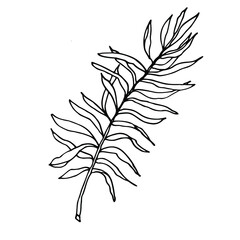 Coconuts palm leaves, hand drawn black ink isolate on white background