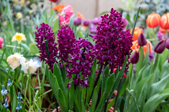 Purple hyacinth Woodstock blooms in a garden in April. Hyacinthus orientalis