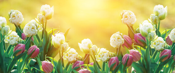 tulipany pełne, wiosenne kwiaty w promieniach wschodzącego słońca w ogrodzie - obrazy, fototapety, plakaty